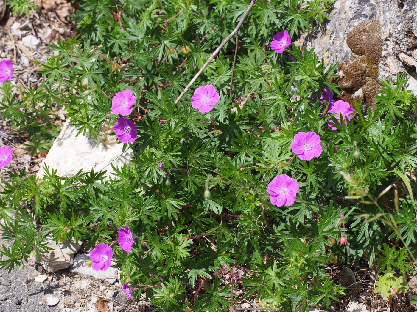 Cranesbill, Bloody plant